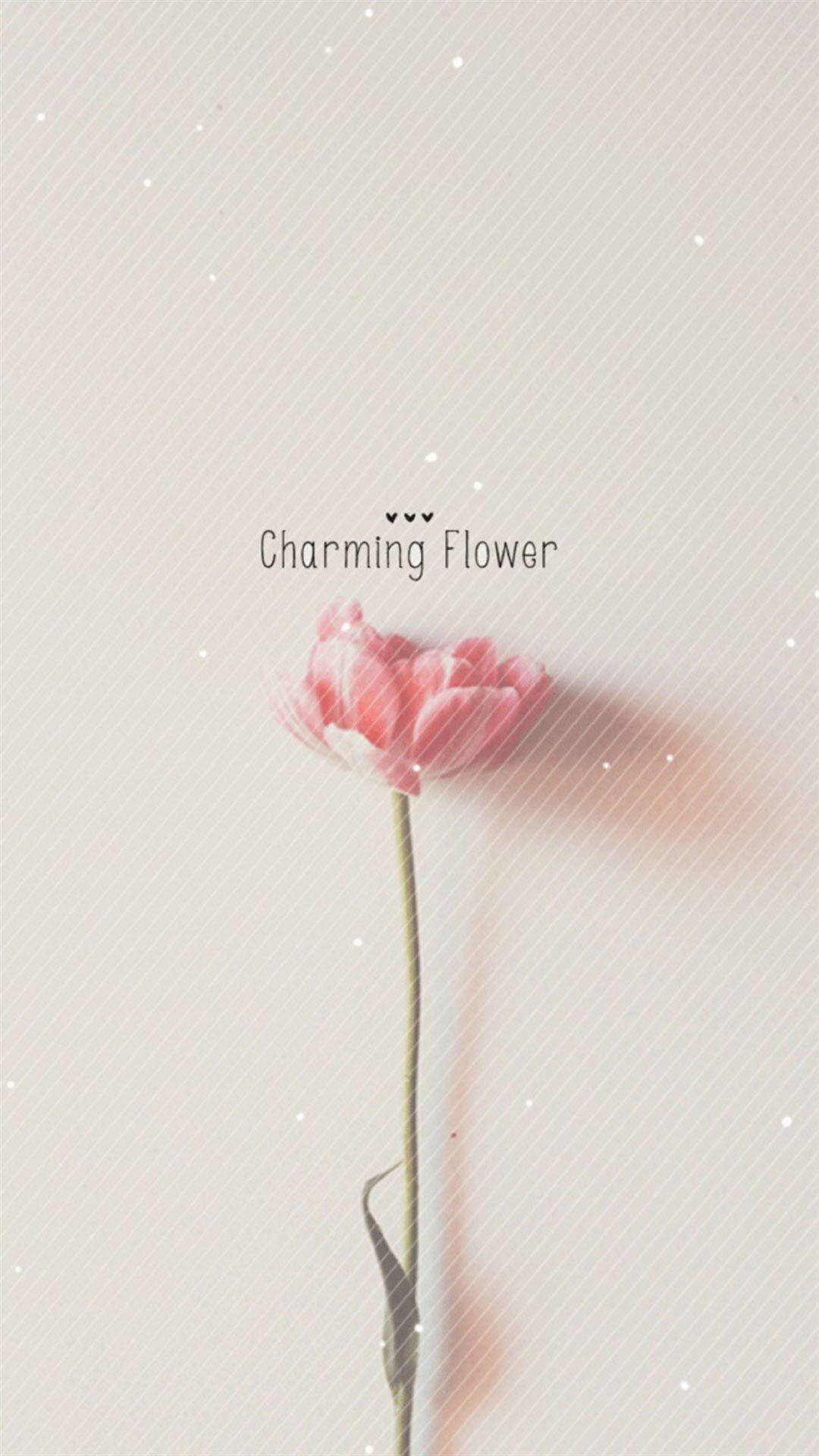 Charming Flower Simple Iphone Wallpaper