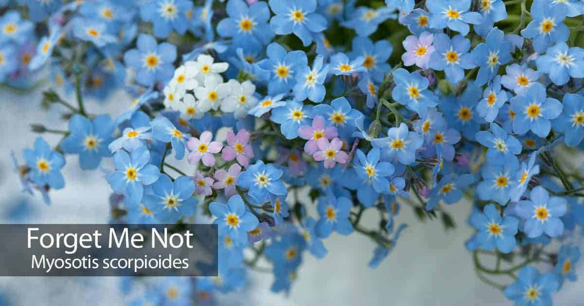 Charming Forget Me Not Flowers Background