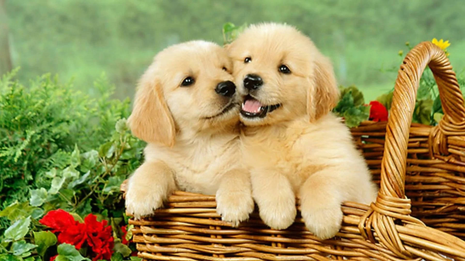 Charming Golden Retriever Puppy Desktop Wallpaper