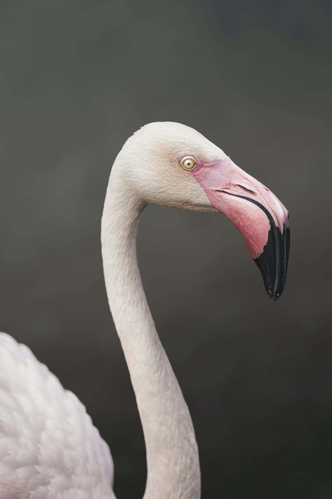 Charming Pink Flamingos Migrating In Sunlit Sky – A Captivating Natural Phenomenon