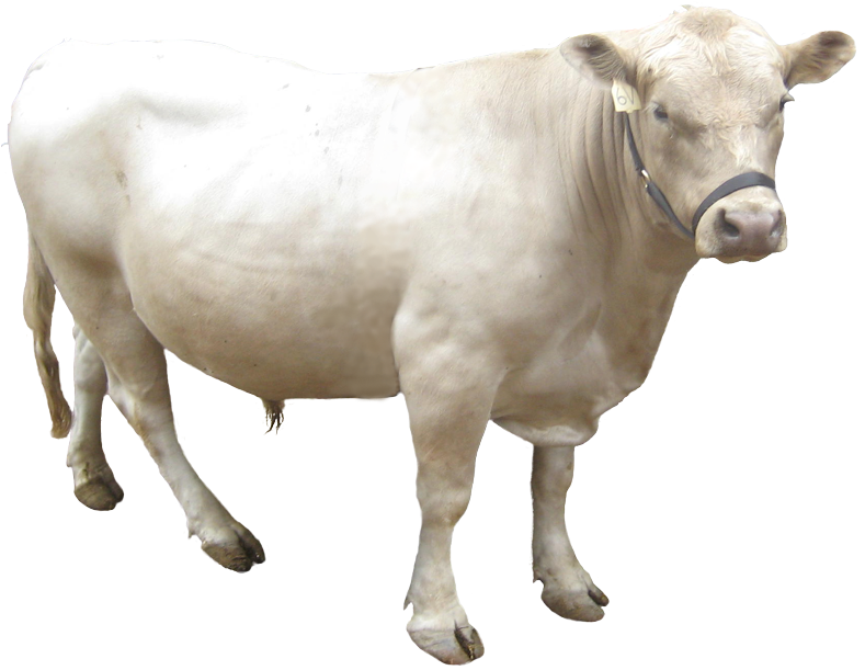 Charolais Cow Standing Transparent Background PNG