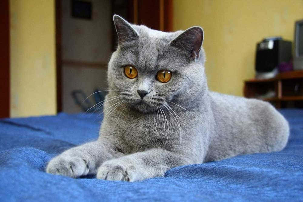 Adorable Chartreux cat lounging on the ground Wallpaper