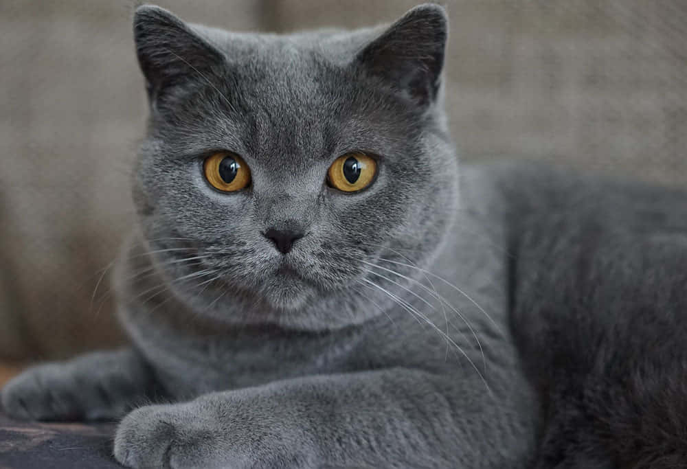 Adorable Chartreux cat lounging on the floor Wallpaper