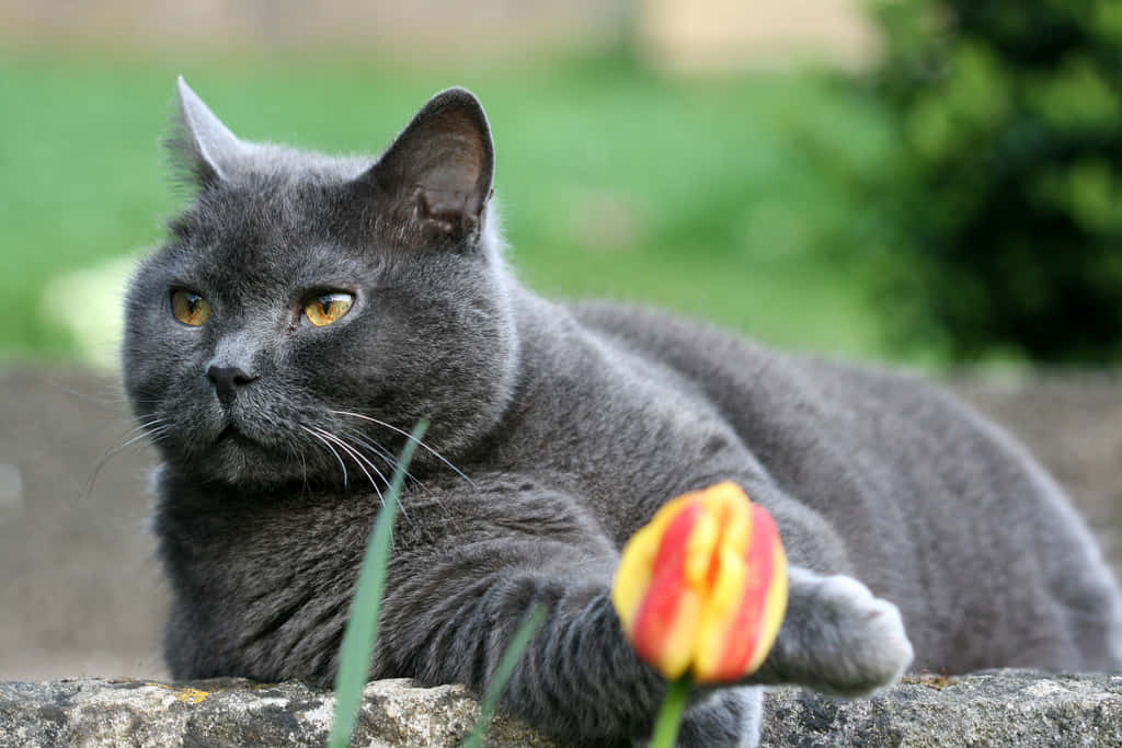 Unimpresionante Gato Chartreux Relajándose En Casa. Fondo de pantalla