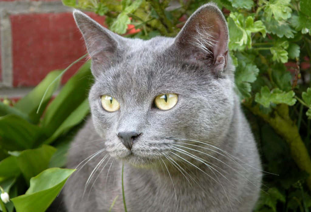 A beautiful Chartreux cat sitting gracefully Wallpaper