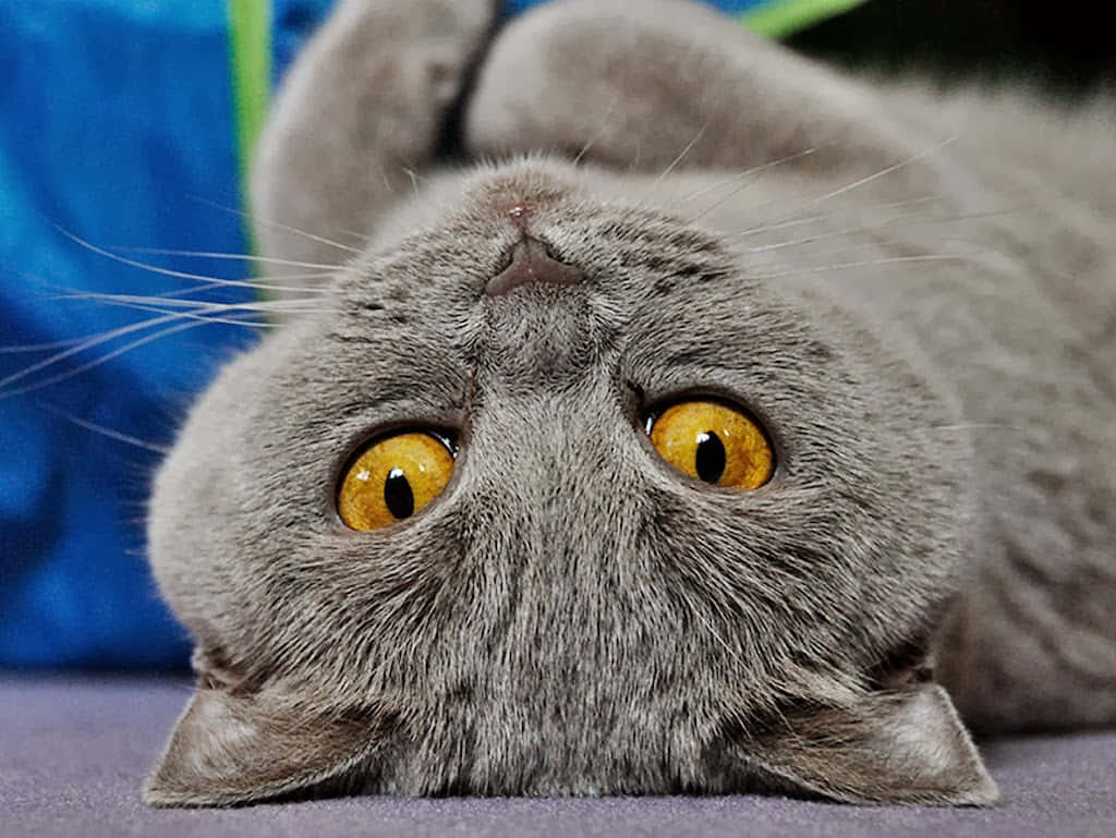 Beautiful Chartreux Cat Posing Elegantly Wallpaper