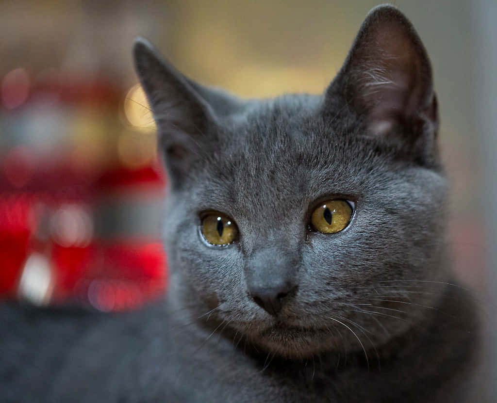 [100+] Chartreux Wallpapers | Wallpapers.com