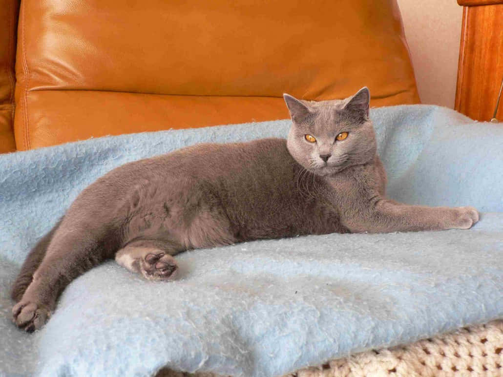 Retratode Un Hermoso Gato Chartreux Fondo de pantalla