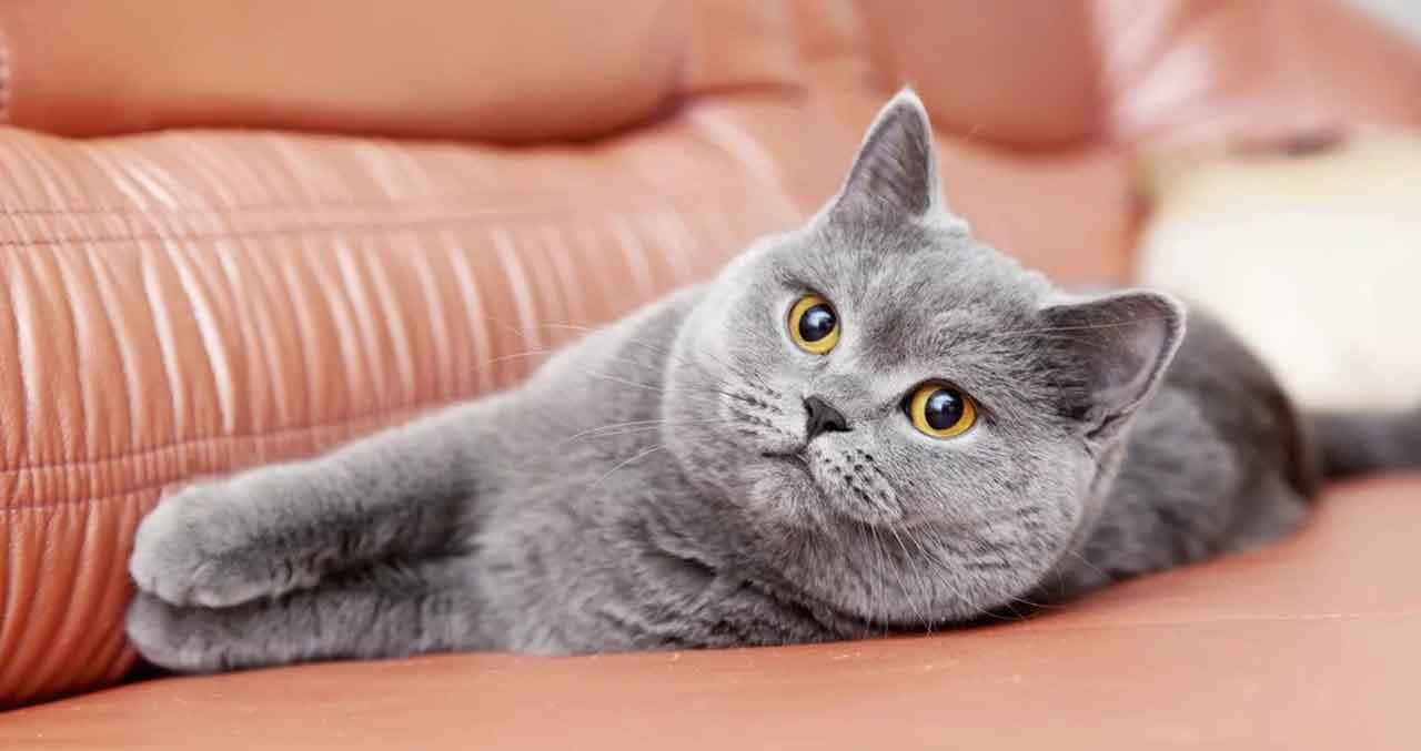 Adorable Chartreux cat lazily resting on a cushion Wallpaper