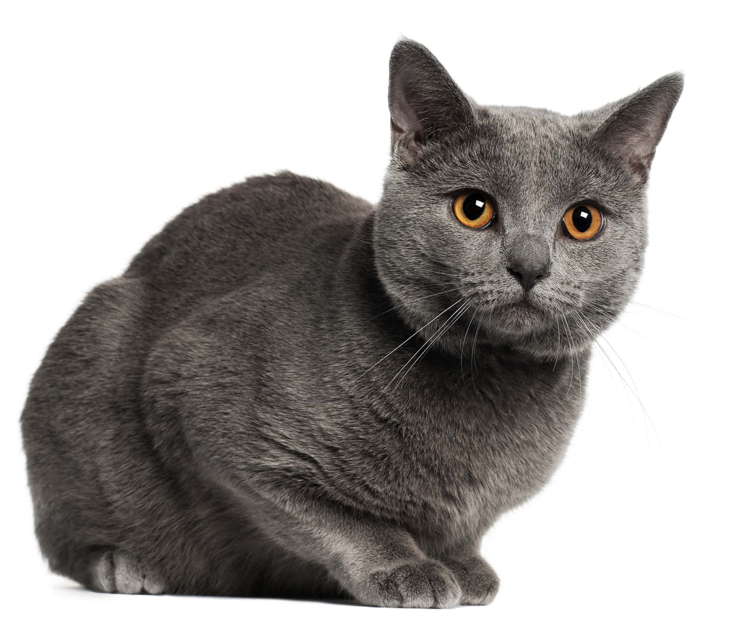 Unhermoso Gato Chartreux Acostado En El Suelo De Madera. Fondo de pantalla