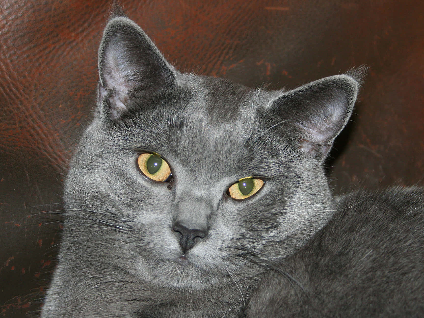 Elegant Chartreux cat relaxing on a cushion Wallpaper