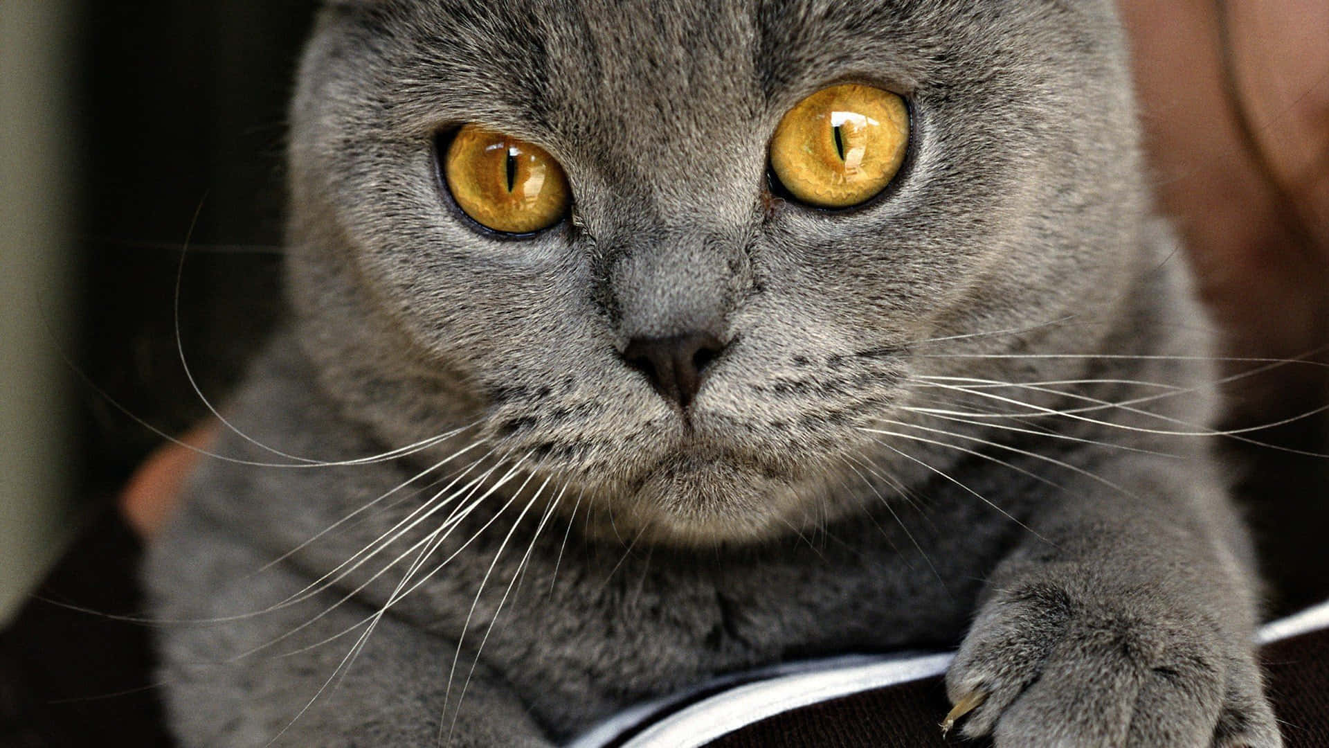 Unhermoso Gato Chartreux Descansando En La Naturaleza. Fondo de pantalla