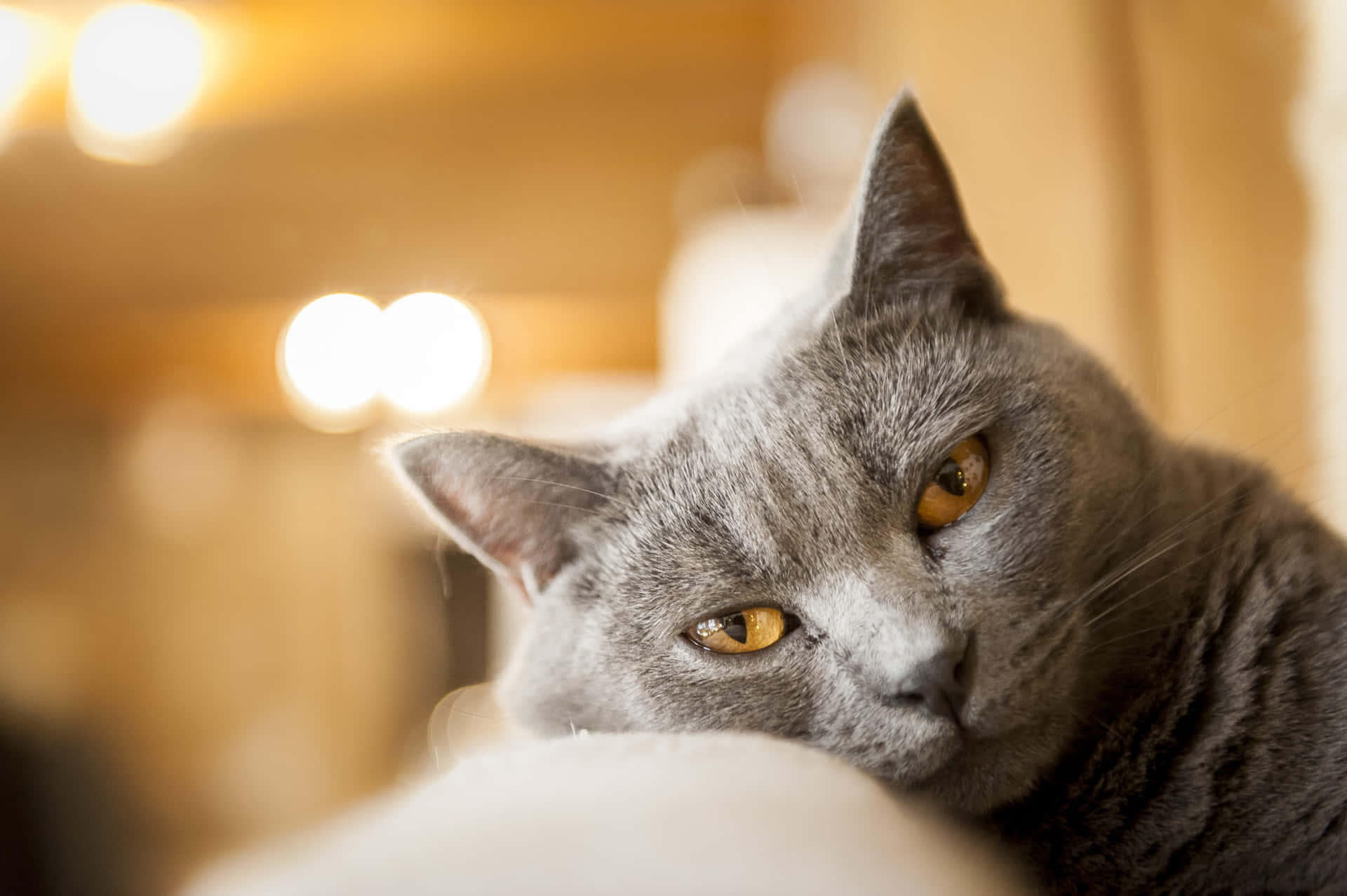 A beautiful Chartreux cat with striking yellow eyes Wallpaper