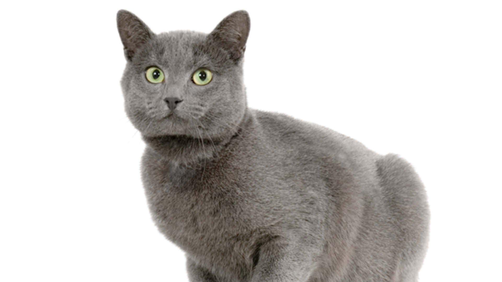A beautiful Chartreux cat lounging on a bed Wallpaper