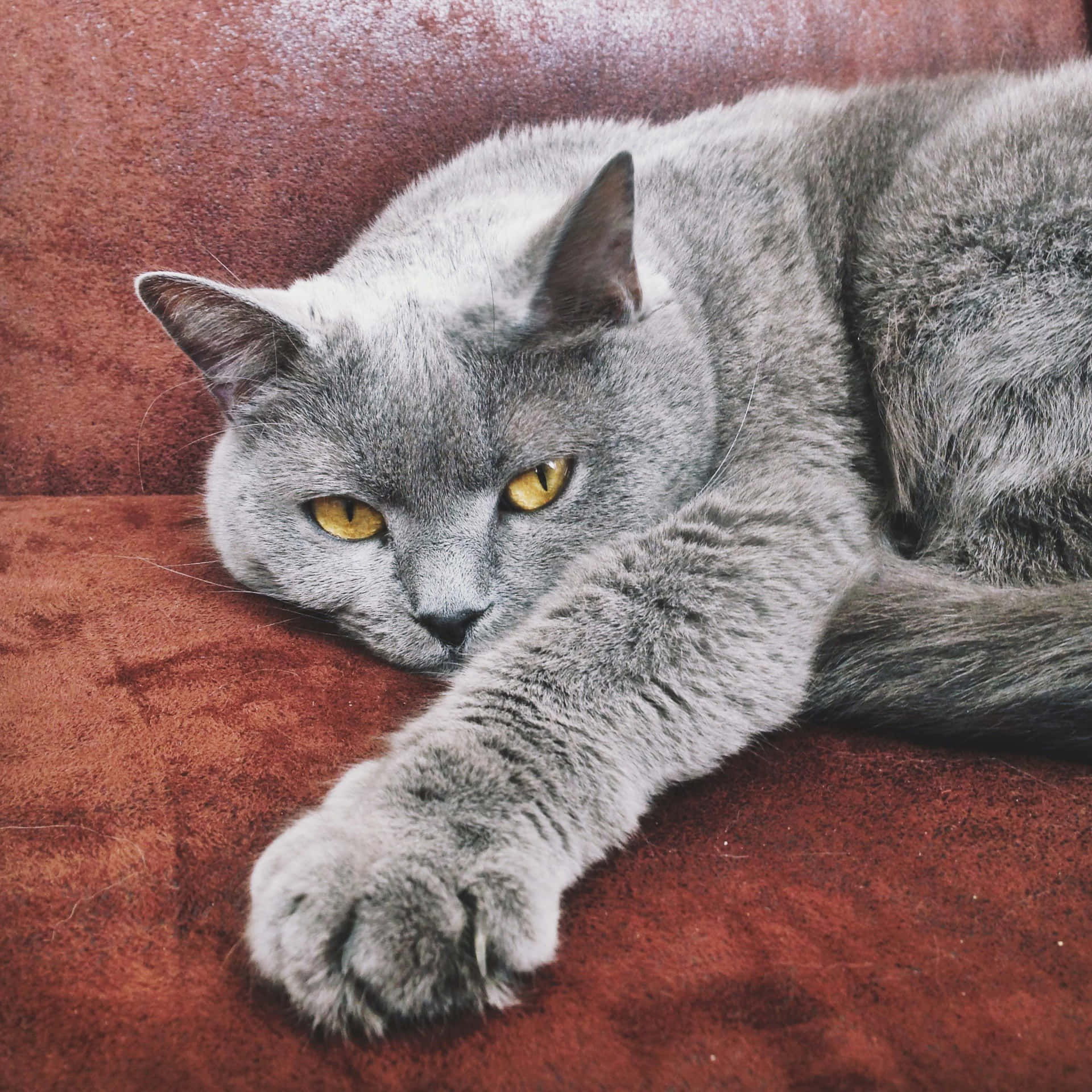 Adorable Chartreux Cat Lounging on Floor Wallpaper