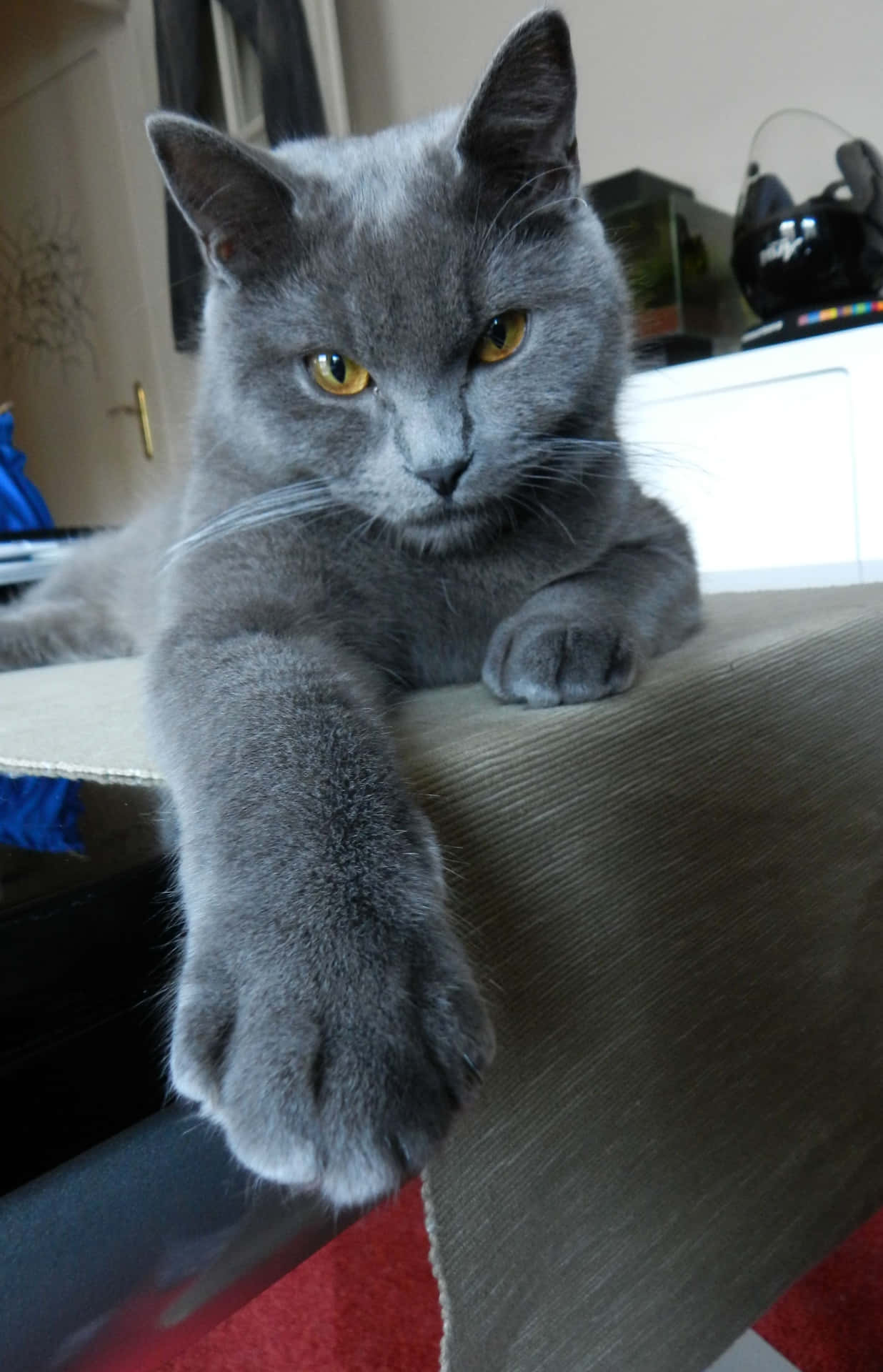 Beautiful Chartreux cat relaxing on a wooden floor. Wallpaper