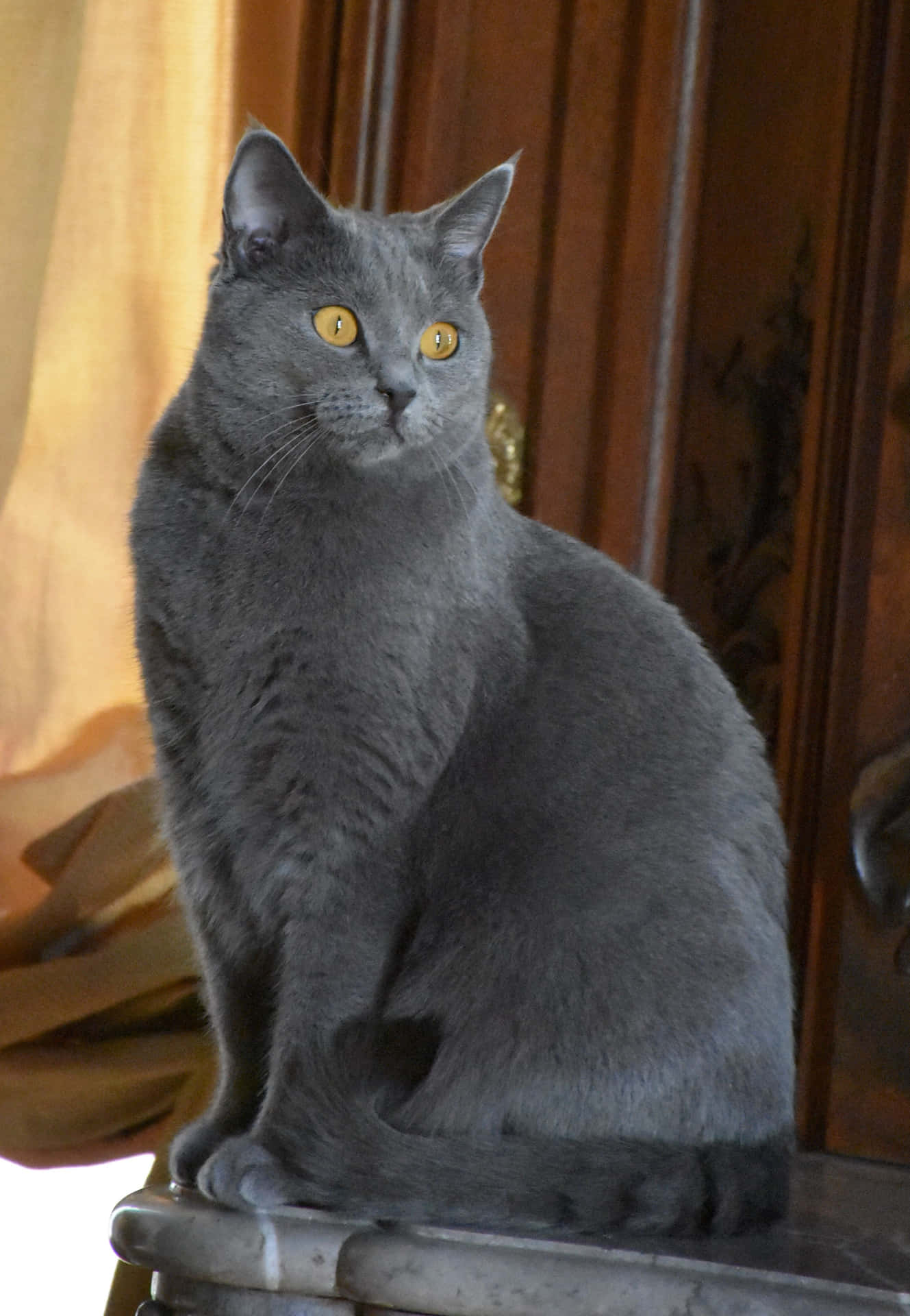 Beautiful Chartreux cat lounging on a table Wallpaper