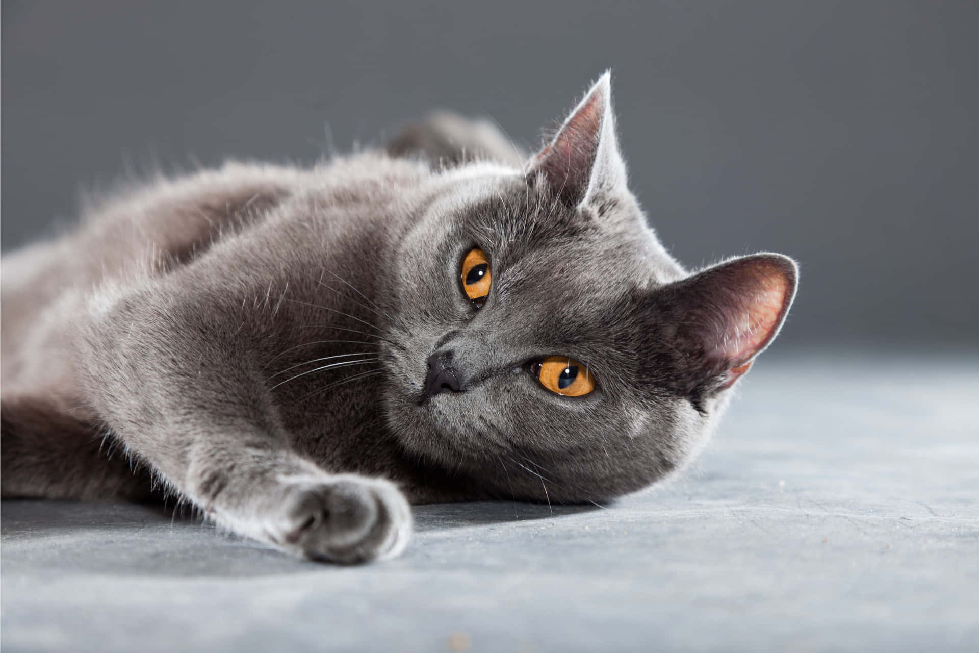 Adorable Chartreux Cat Relaxing on the Floor Wallpaper