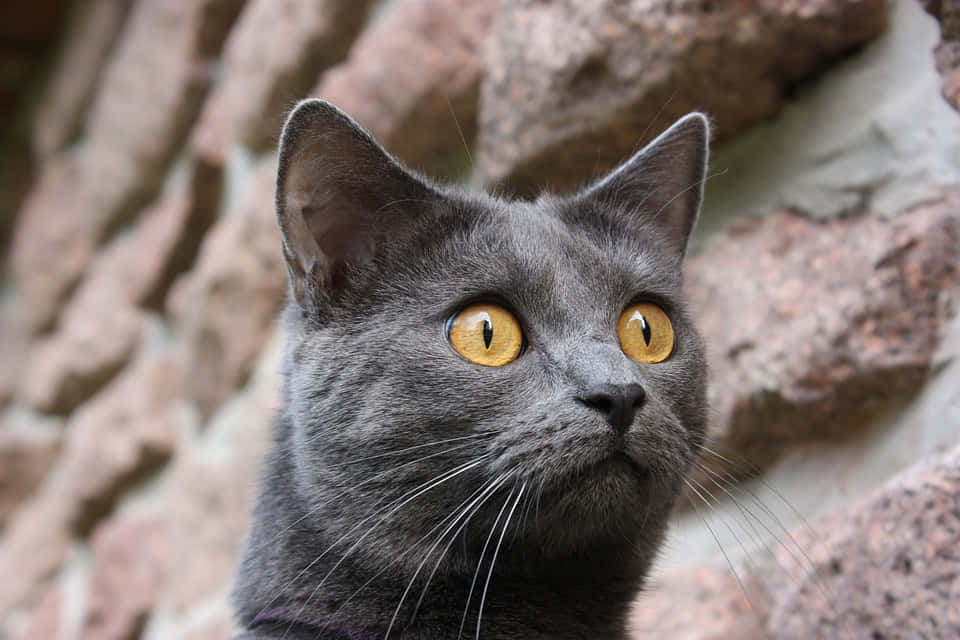 A charming Chartreux cat gazing intently Wallpaper
