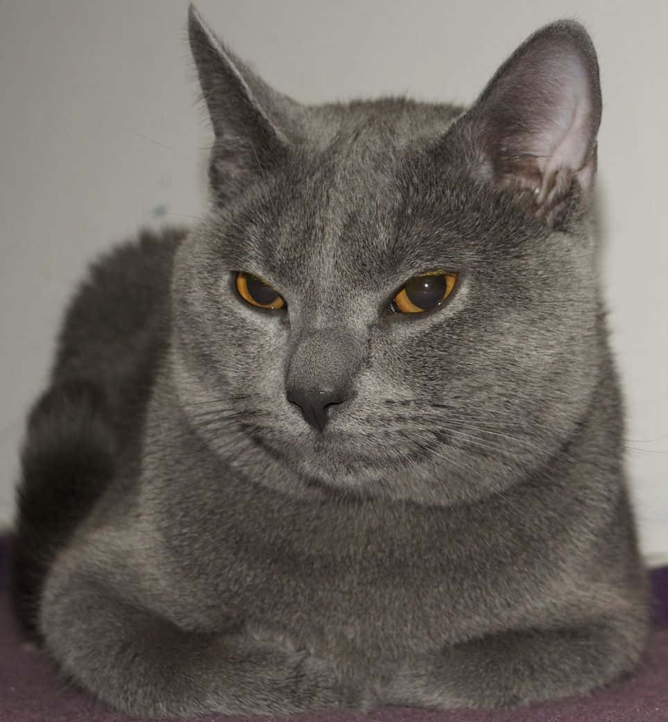 Beautiful Chartreux cat lounging on a soft rug Wallpaper