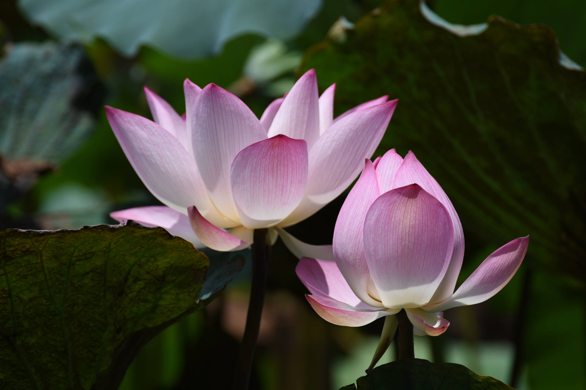 Chawan Basu Lotus Flower Wallpaper
