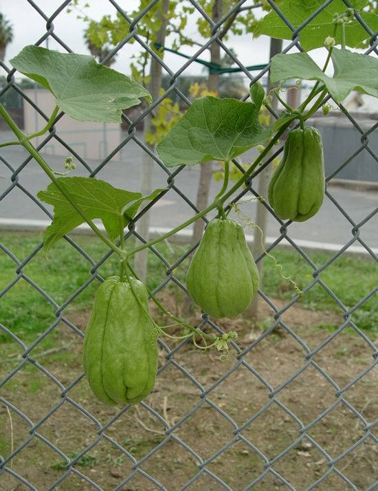 Chayote Growing Fence Wallpaper