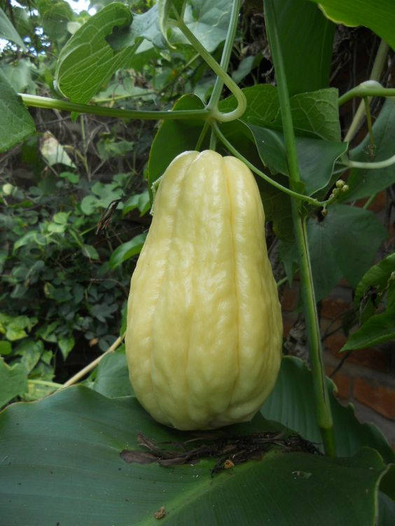Chayote Vegetable In Nature Wallpaper