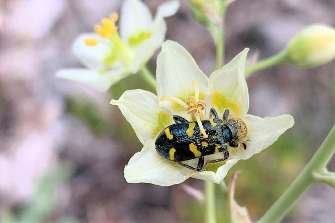 Ruudullinen Kovakuoriainen Kukalla Taustakuva