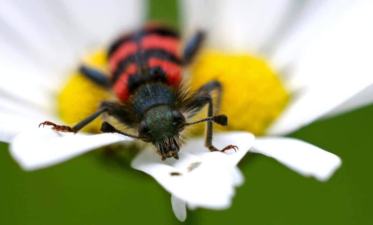 Checkered Beetleon White Flower Wallpaper