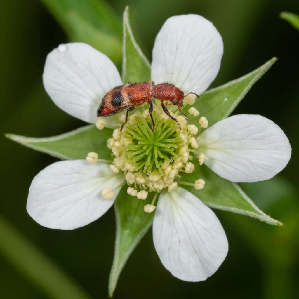 Checkered Beetleon White Flower Wallpaper