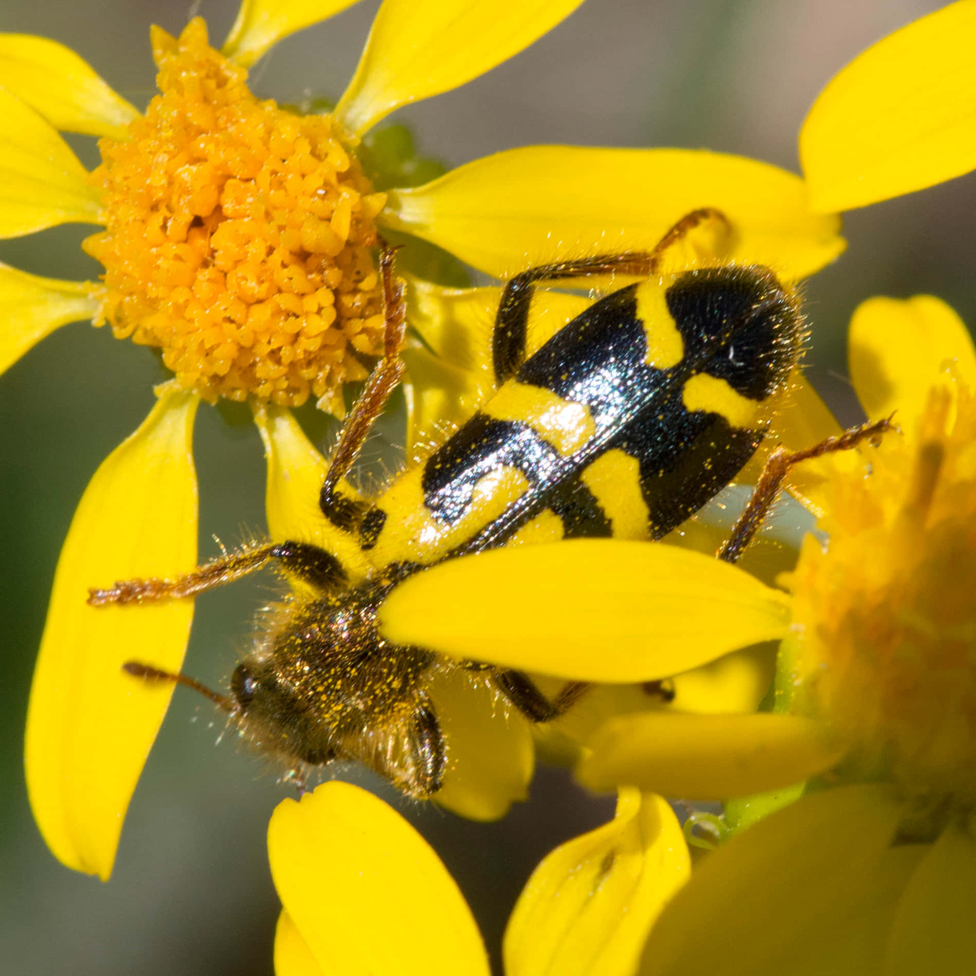 Checkered Beetleon Yellow Flower Wallpaper