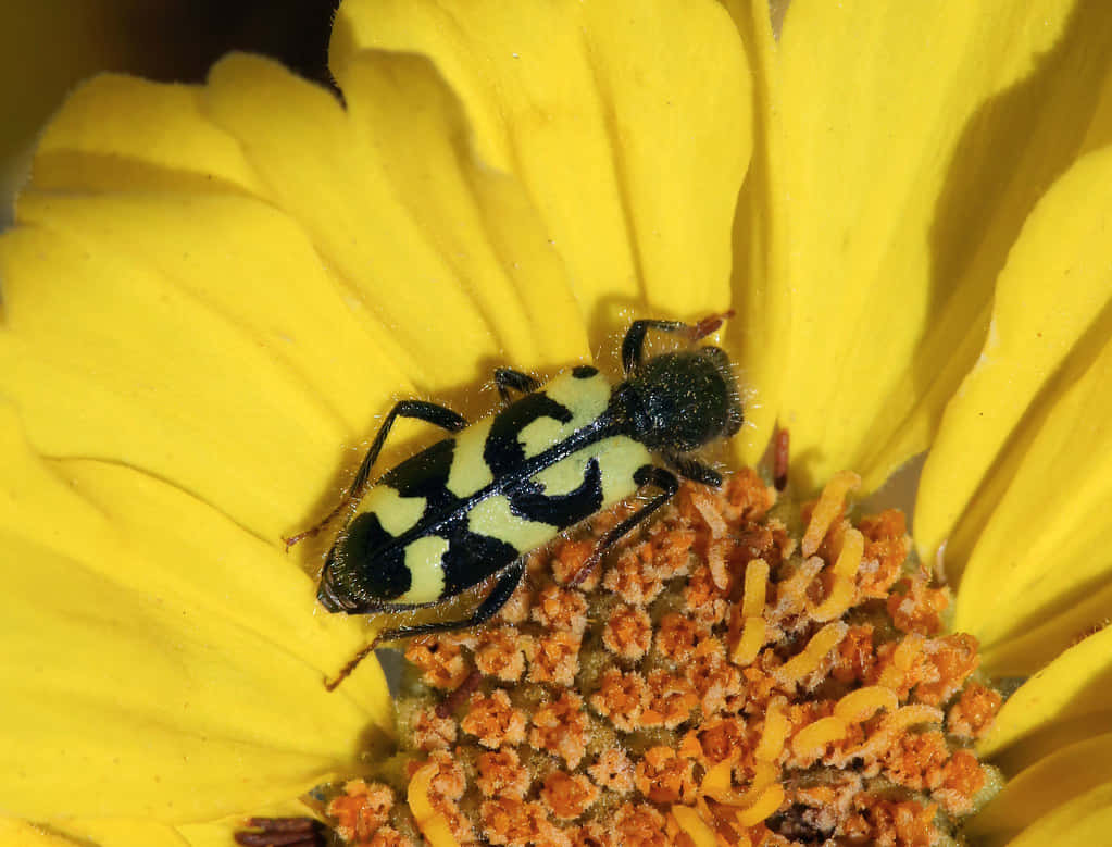 Checkered Beetleon Yellow Flower Wallpaper