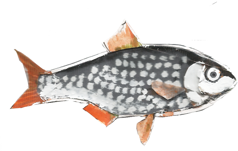 Checkered Carp Artwork PNG