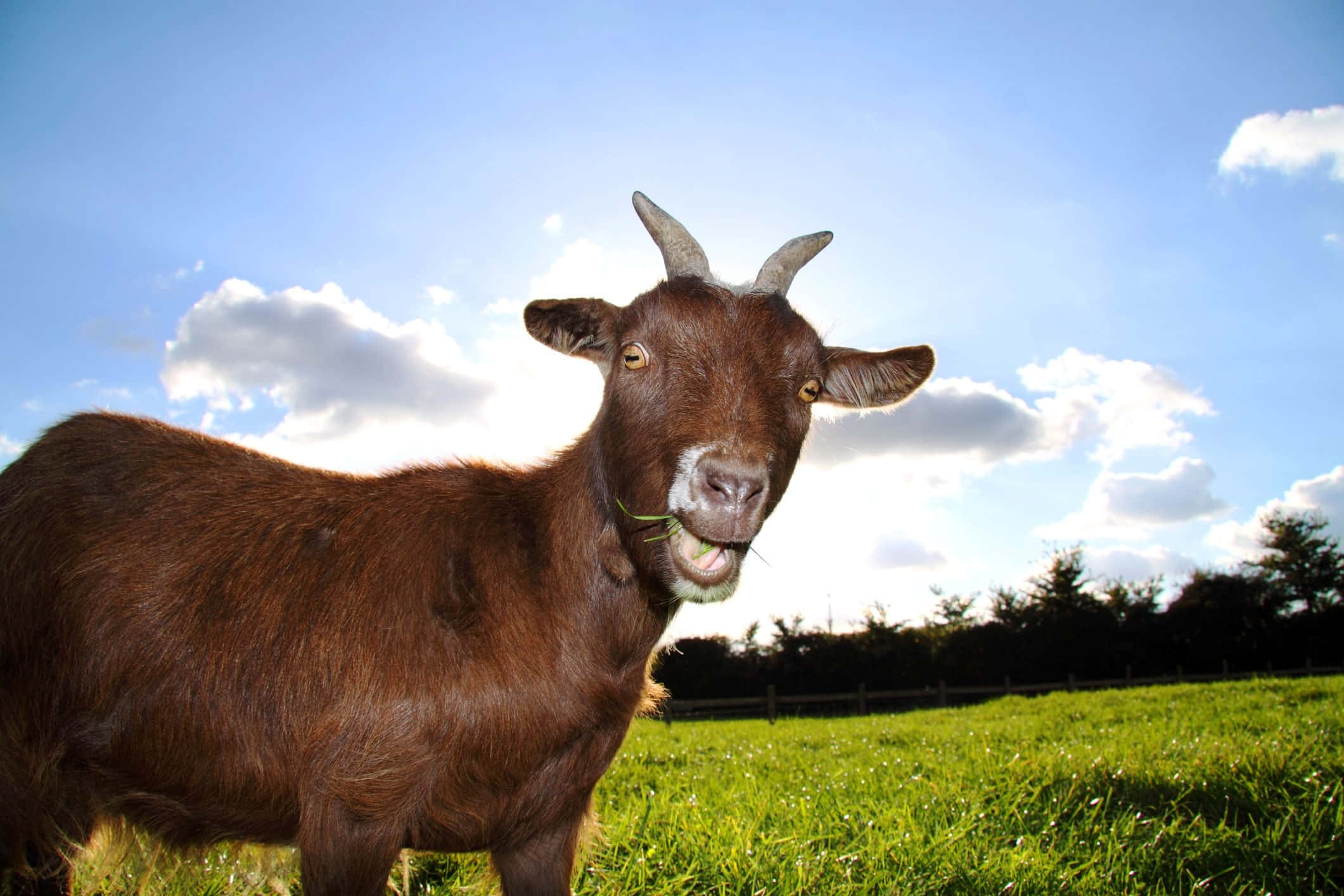 Cheeky Glimlach Van Het Platteland: Een Amusante Geitenportret Achtergrond