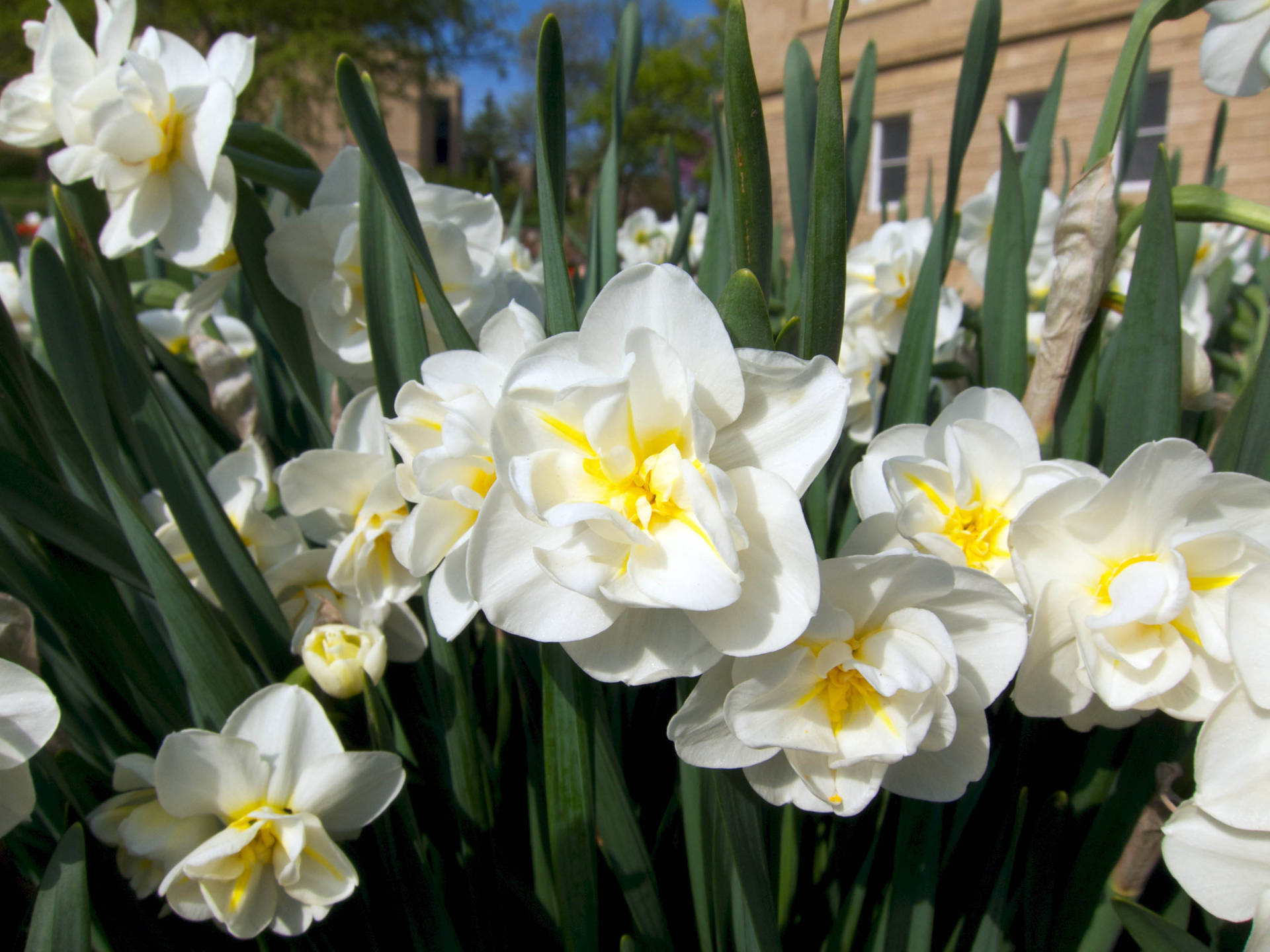 Cheerfulness Narcissus Flowers Wallpaper