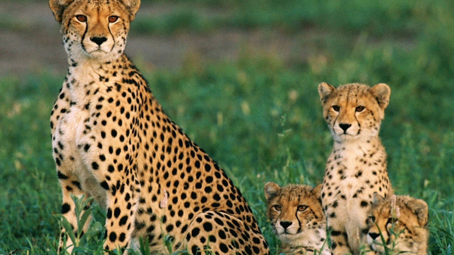 Cheetah And Baby Animals Dangerous Stares Wallpaper