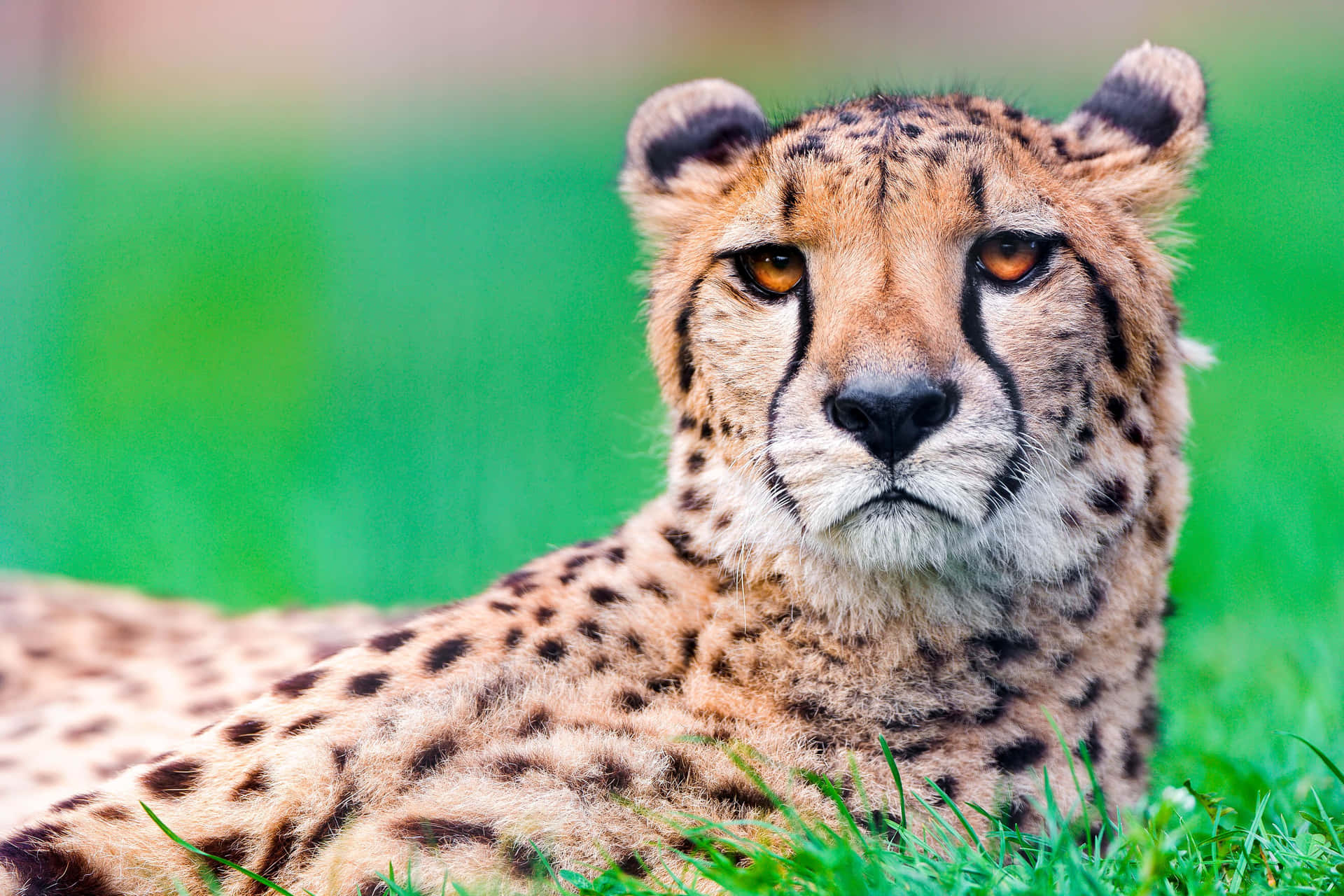 En majestætisk gepard stående oven på en klippe omgivet af sin naturlige habitat.