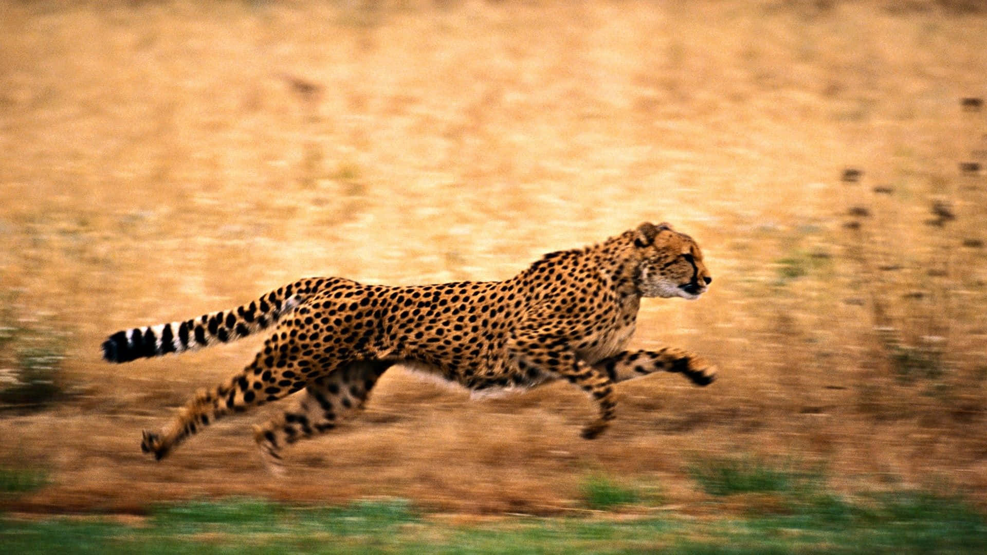 Close Up of a Gorgeous Cheetah in the Wild