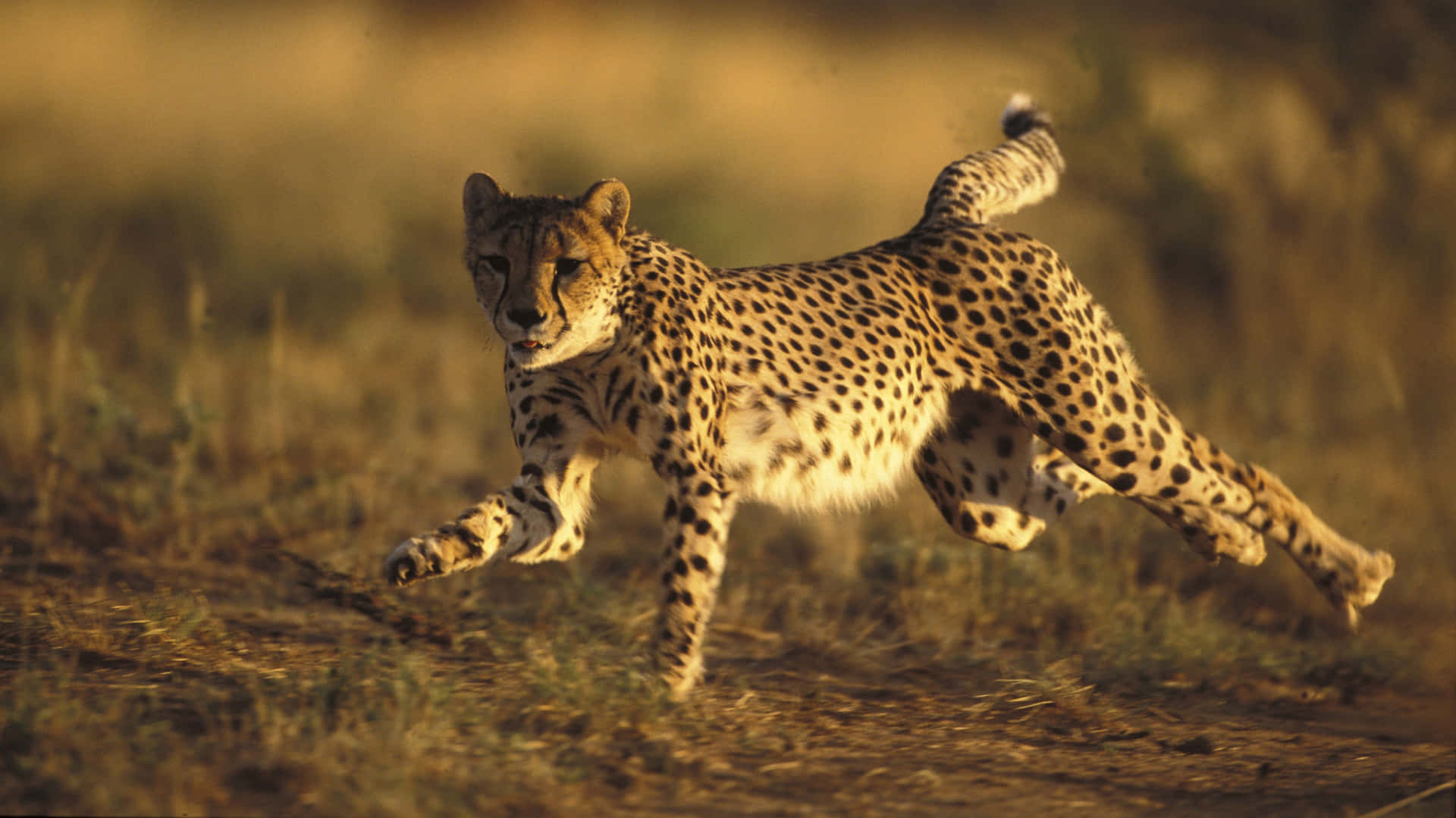 A Stunning Cheetah On The Hunt