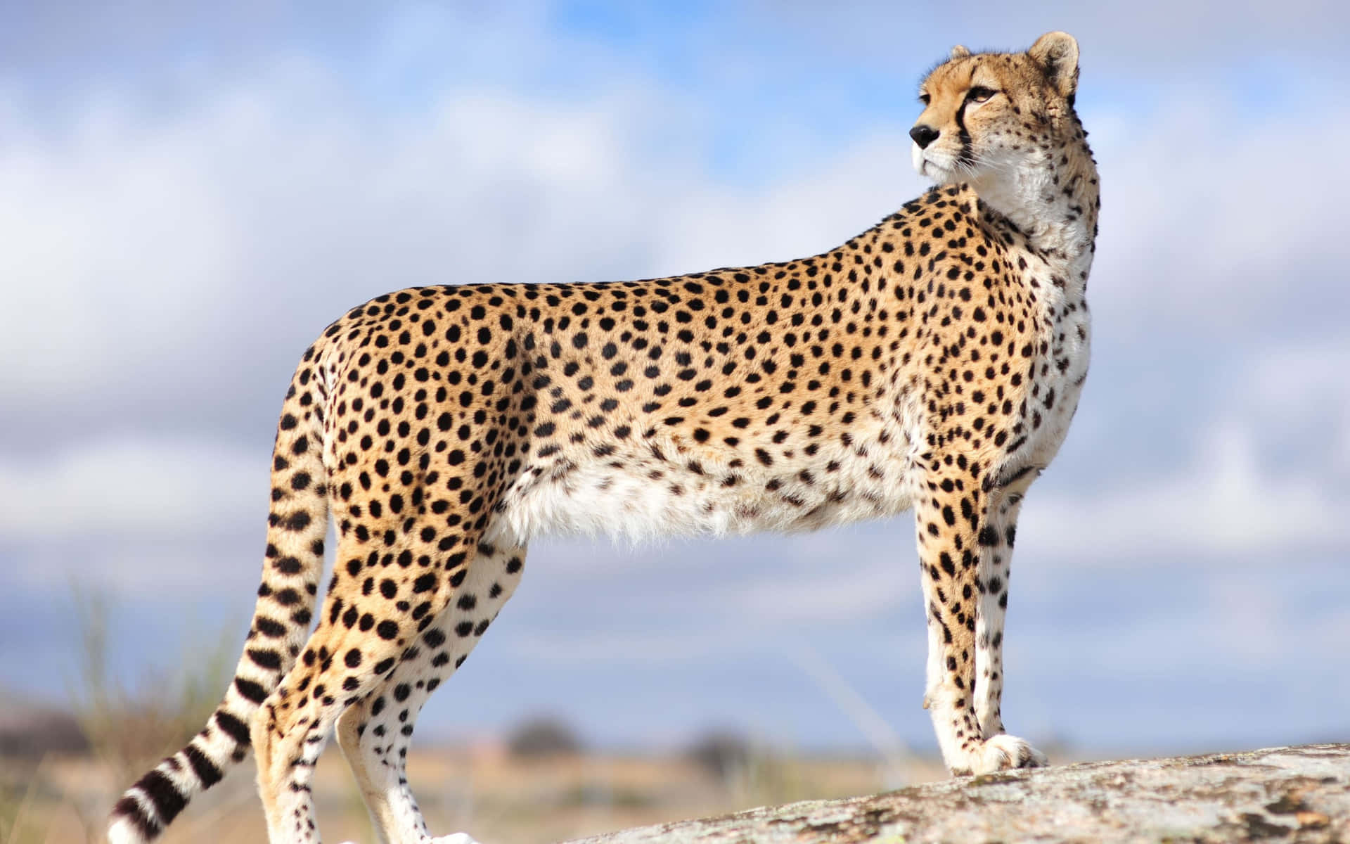 En majestætisk gepard hviler værdigt på den afrikanske savanne.
