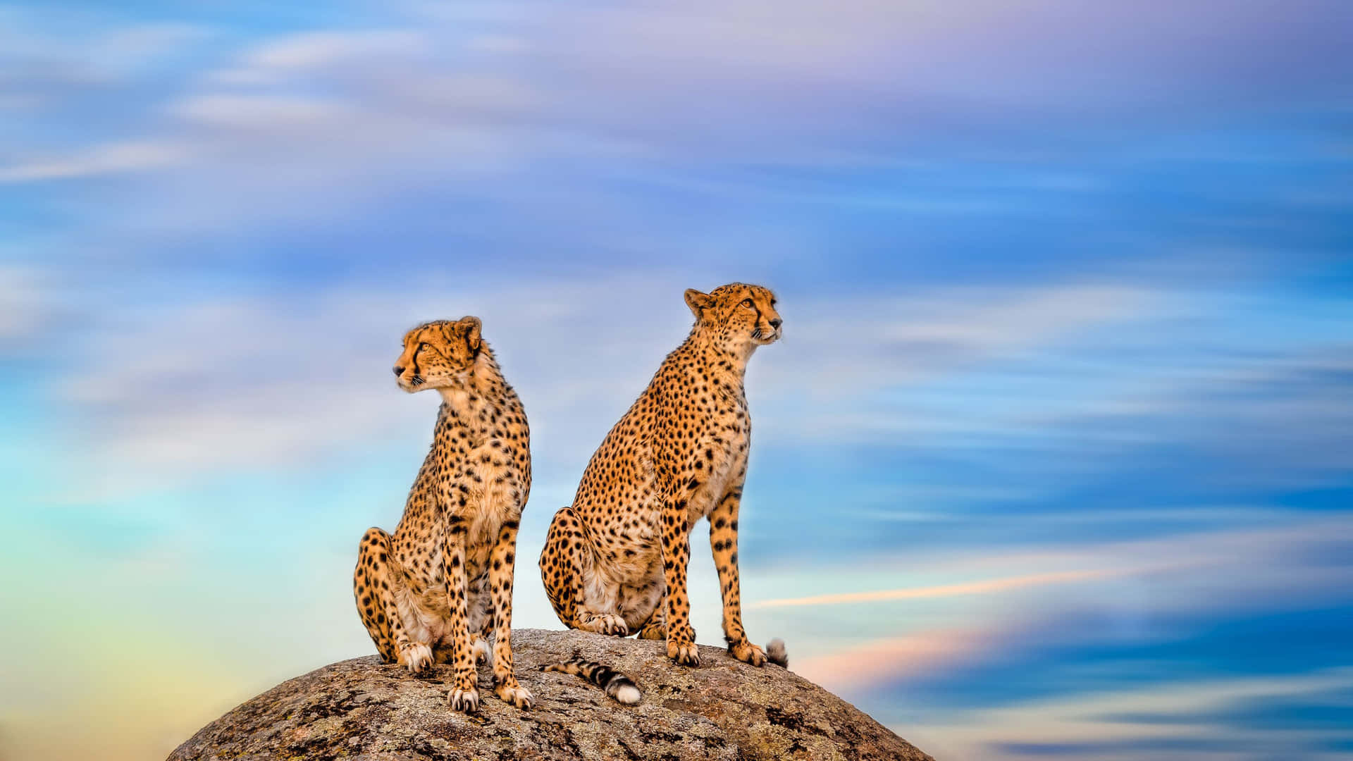 Vildtlivet i Serengeti, geparden viser sin fantastiske hastighed.