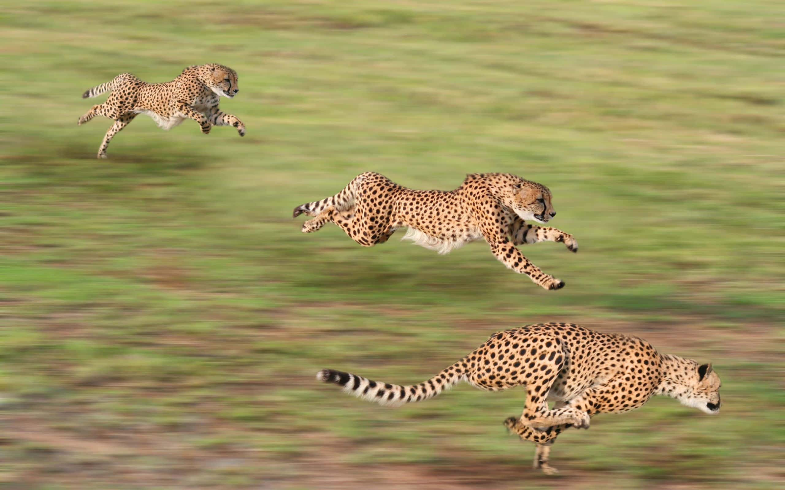 Et oplyst gepard i et solbeskinnet savanne.