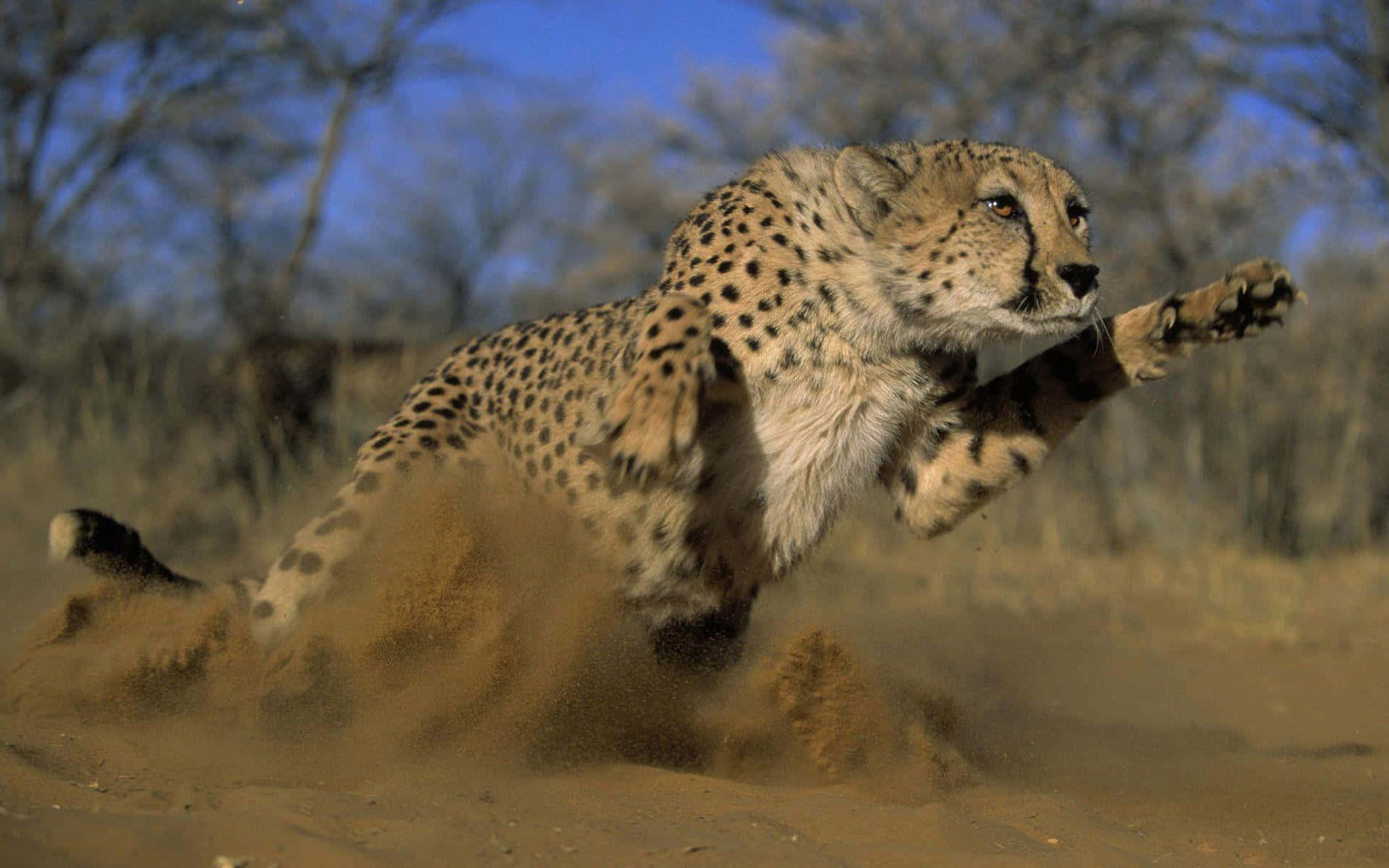 A Cheetah blending into its natural environment