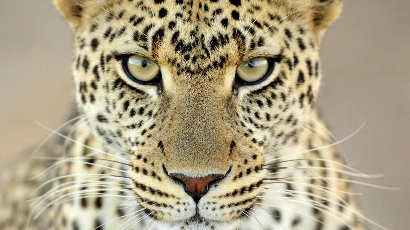 Umleopardo Selvagem Correndo Pela Savana Dourada Da África Como Papel De Parede Para Computador Ou Celular.