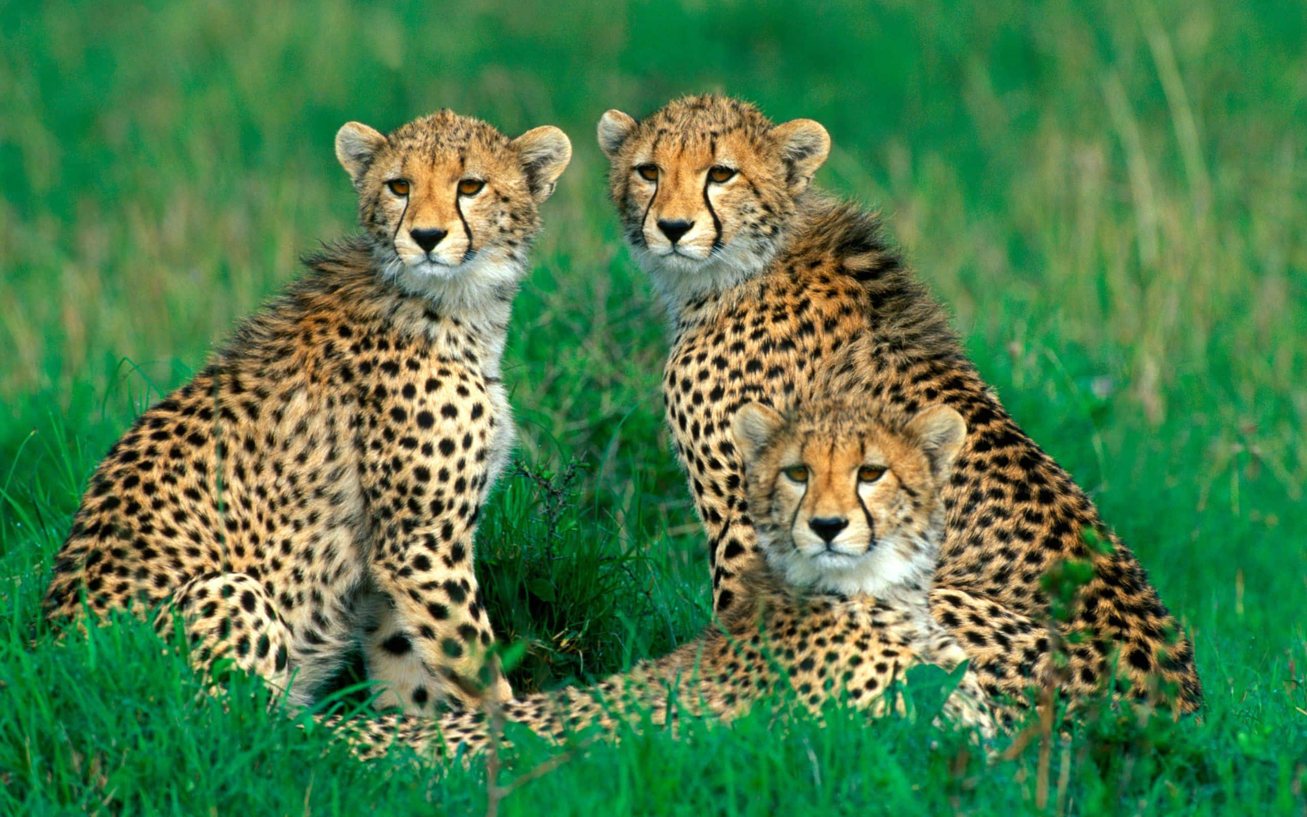 Close up of a Young Cheetah Sitting I nThe Serengeti