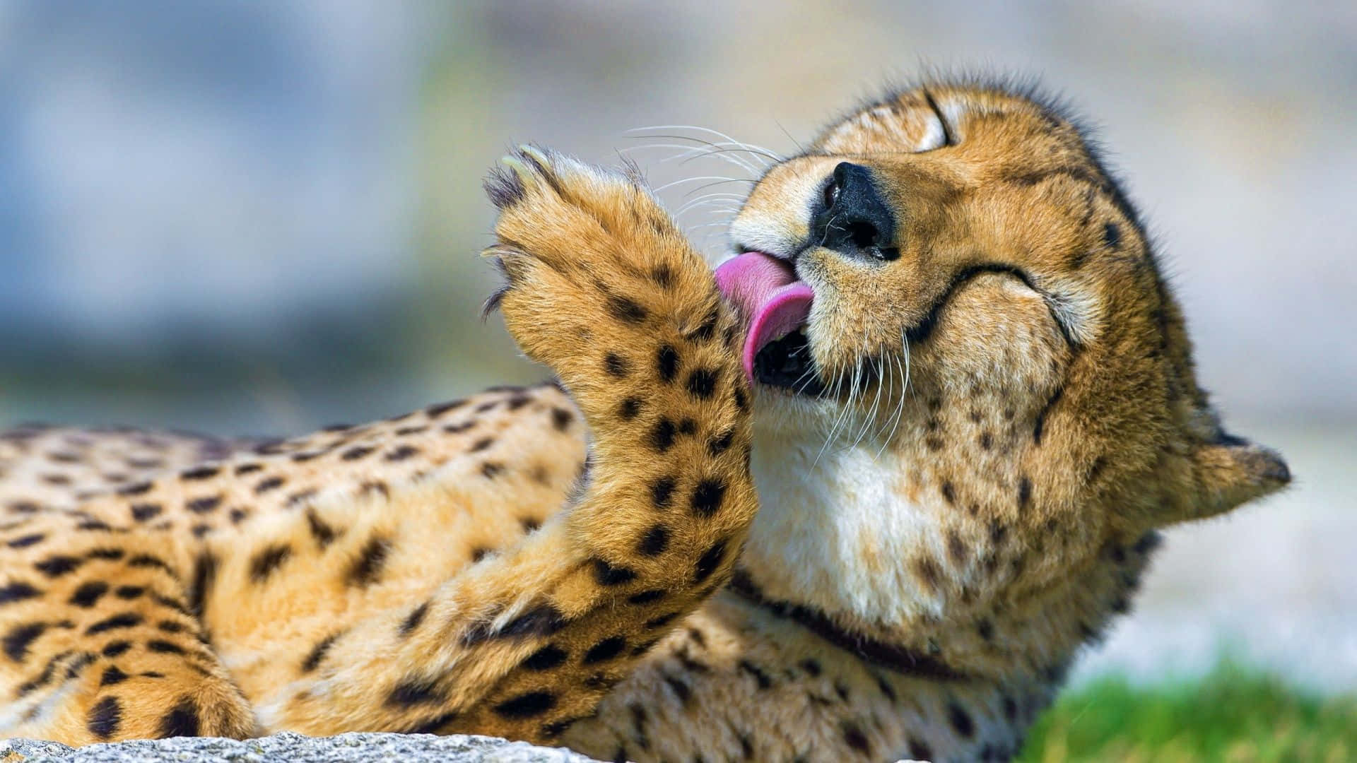En tæt opview af et gepards ansigt i dets naturlige habitat.