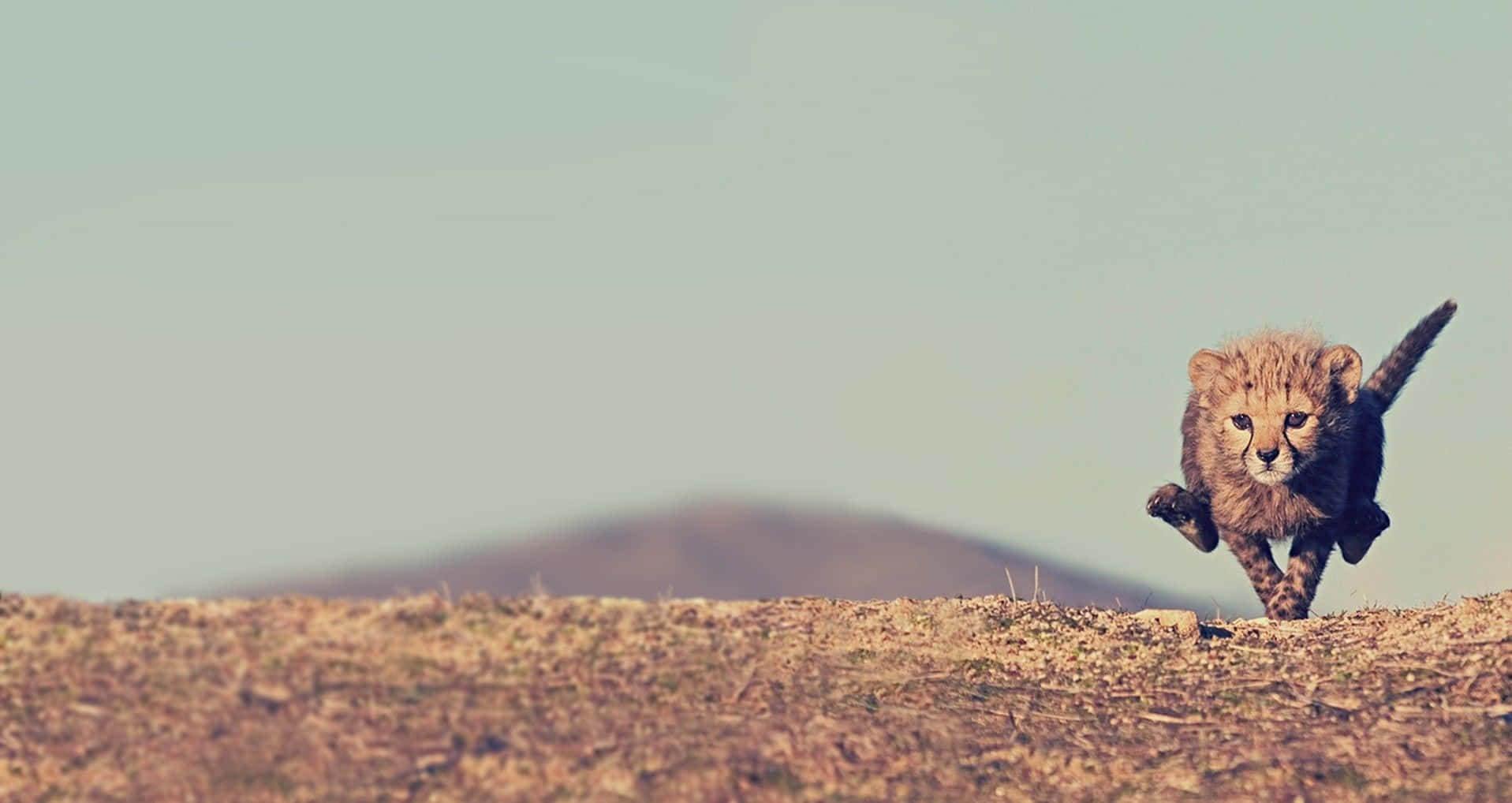 "A majestic cheetah perched atop the savannah grasslands in Kenya."