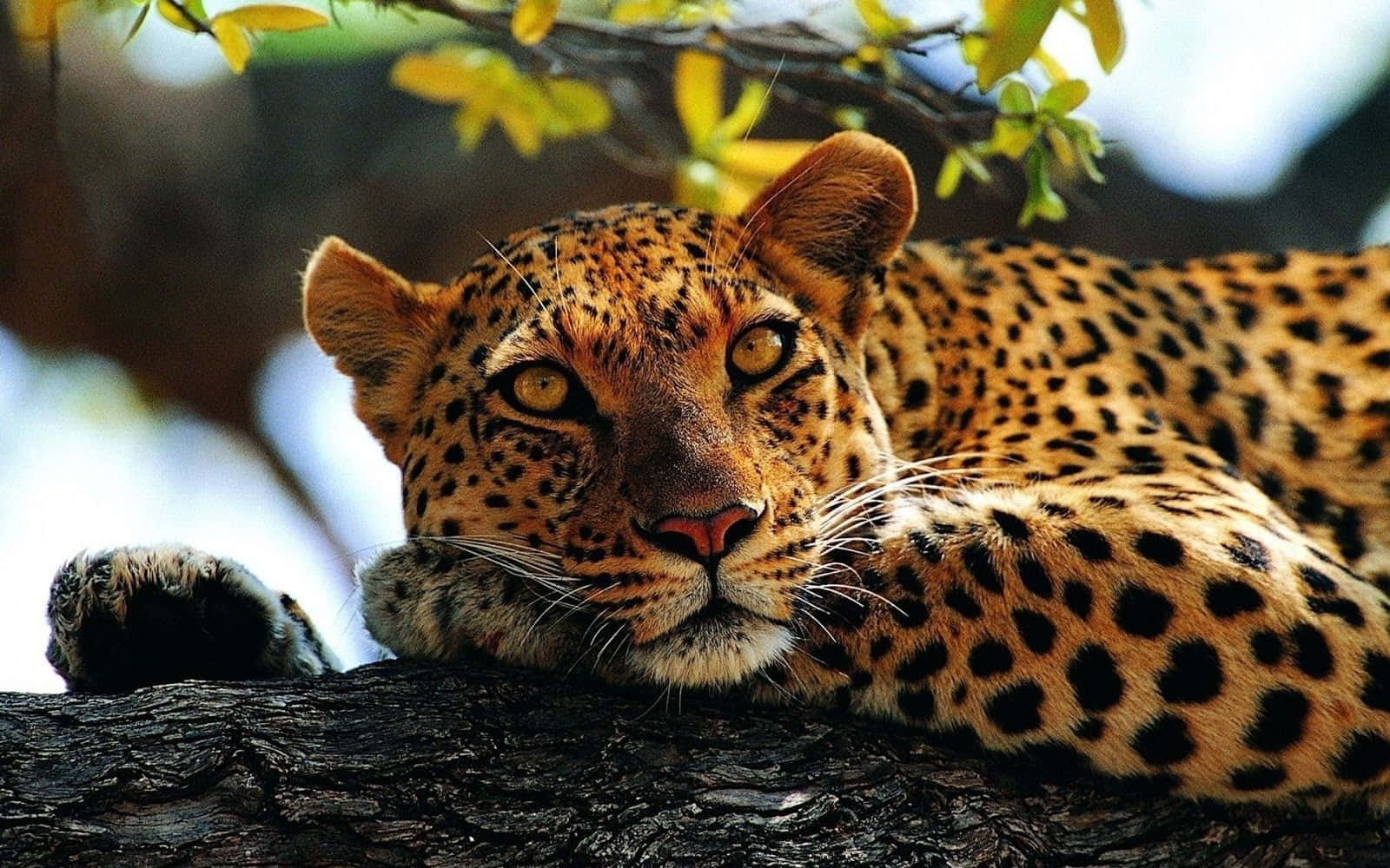 Unleopardo Descansando En Una Rama De Árbol