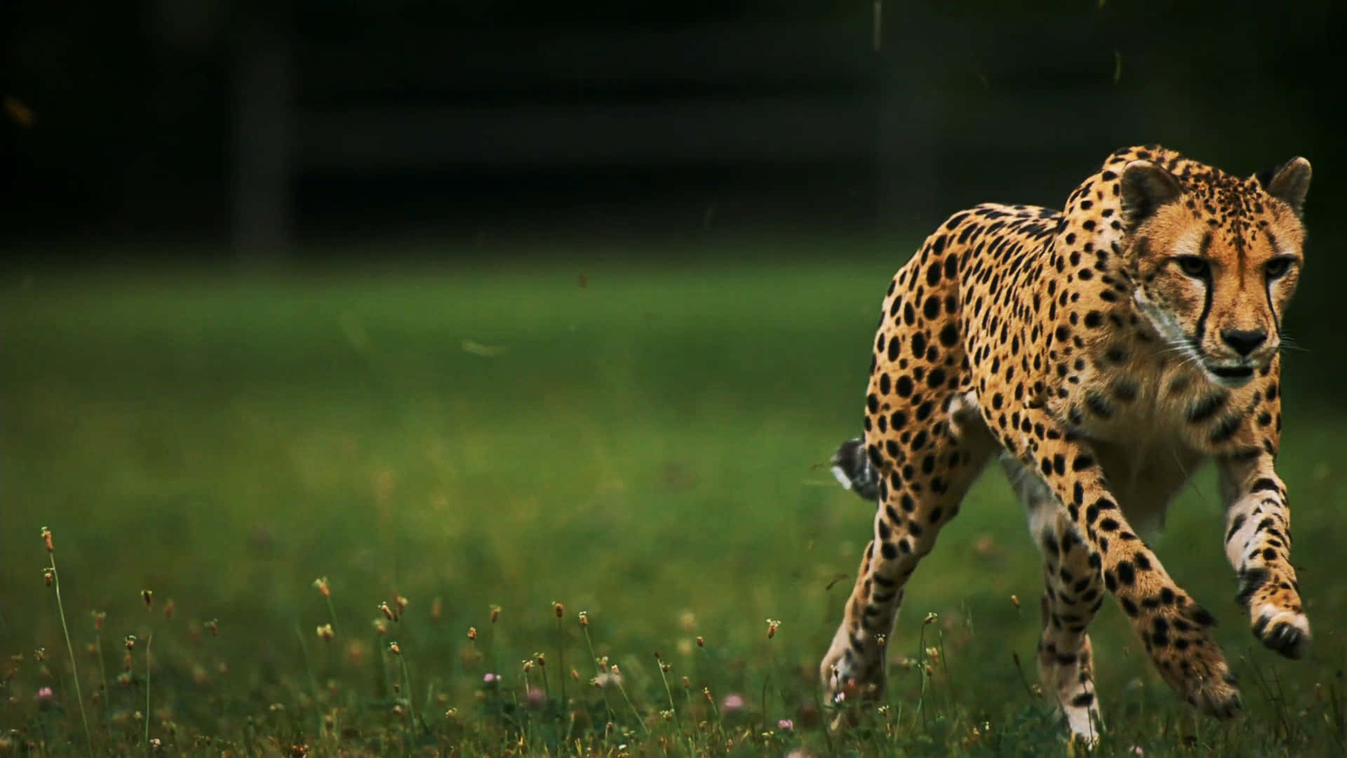 A Cheetah Prowling in Its Natural Habitat