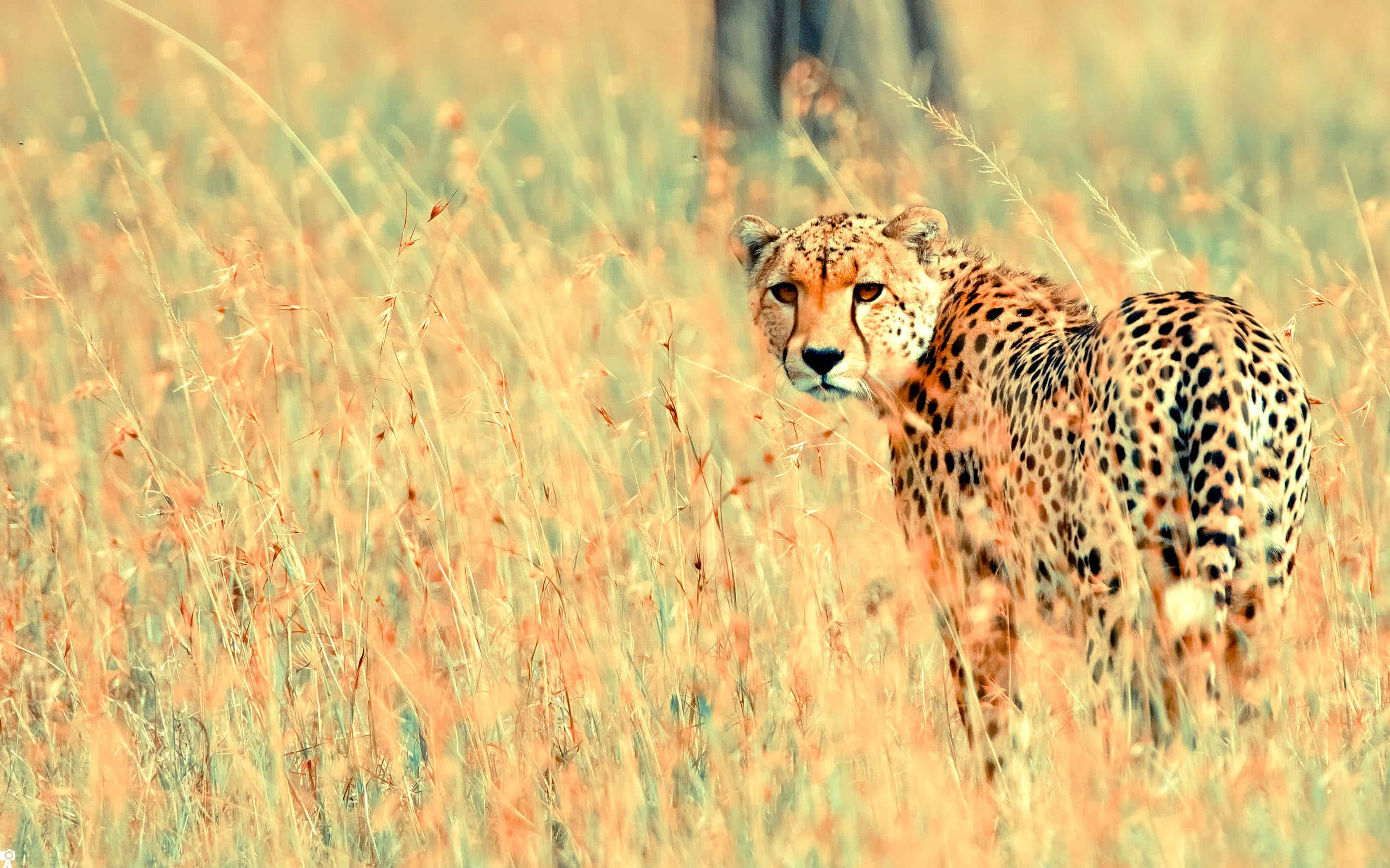 A beautiful cheetah running across the Savannah